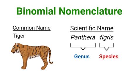 how to do binomial name