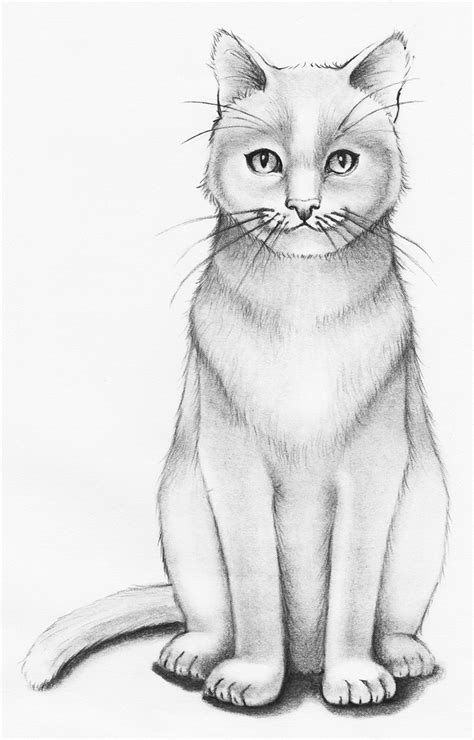 how to draw a cat with pencil step by step full