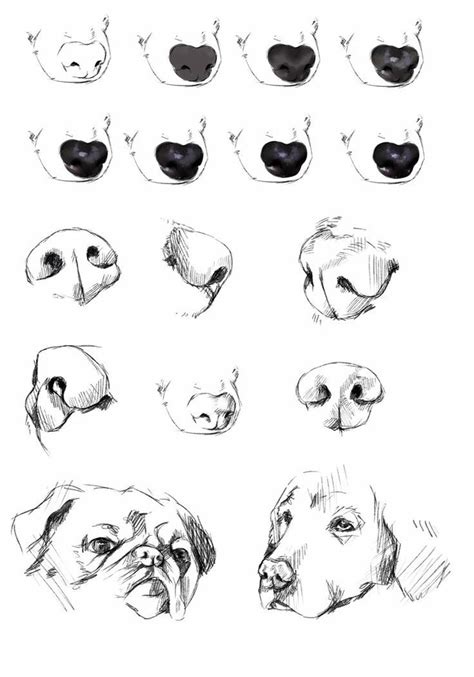 how to draw a dog's nose from the side
