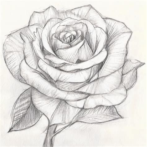 how to draw a rose realistic easy step by step
