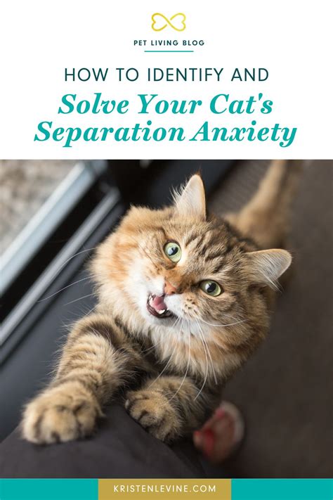 how to ease my cats separation anxiety