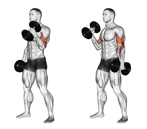 how to exercise biceps brachii