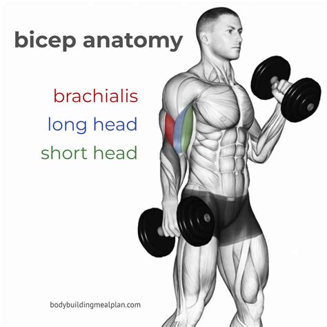how to exercise upper bicep