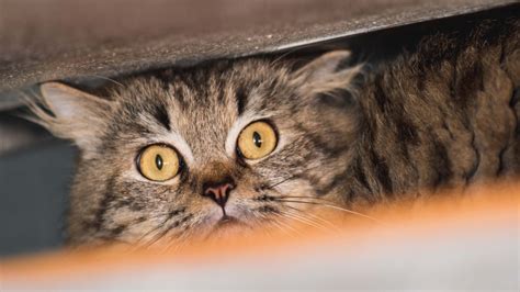 how to fix a stressed cat