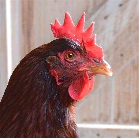 how to get a chicken's comb red
