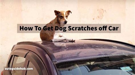 how to get dog scratches off car