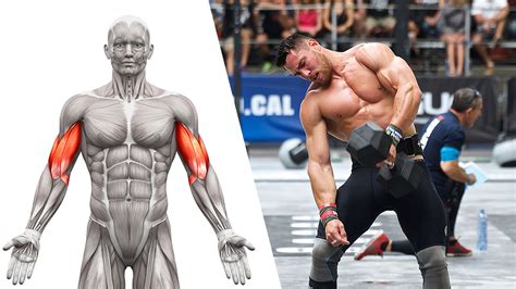 how to get massive arms with dumbbells