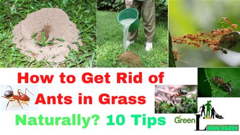 how to get rid of ants under fake grass