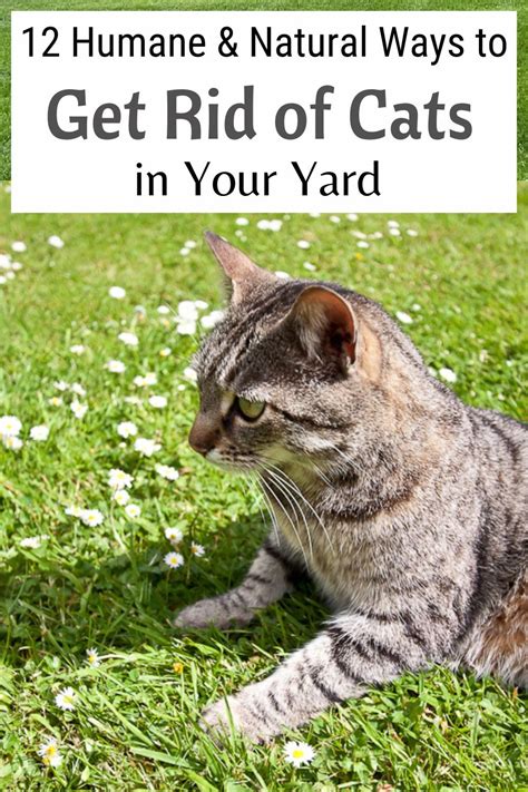 how to get rid of cats in my garden australia