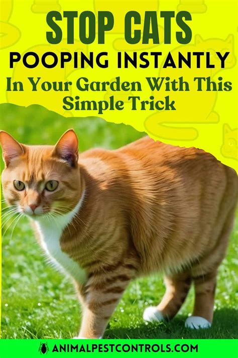 how to get rid of cats pooping in my garden