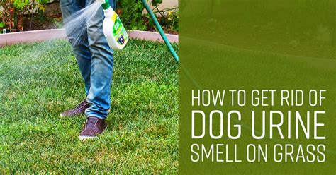 how to get rid of fake grass smells like dog pee