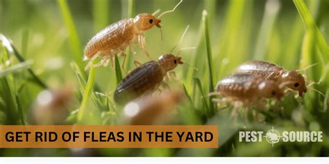 how to get rid of fleas in fake grass
