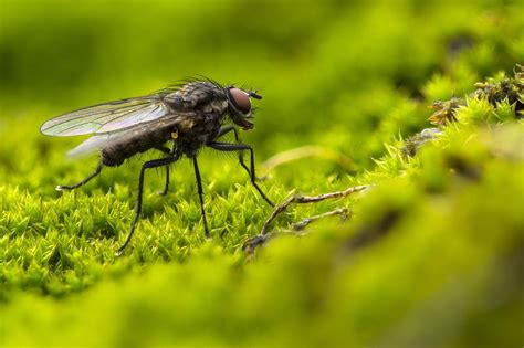 how to get rid of flies on fake grass
