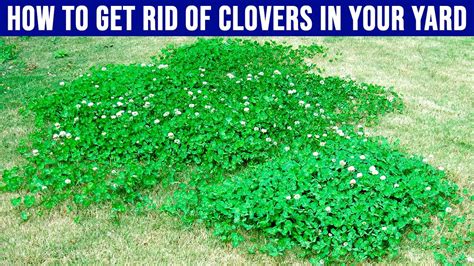how to get rid of four leaf clovers in your yard