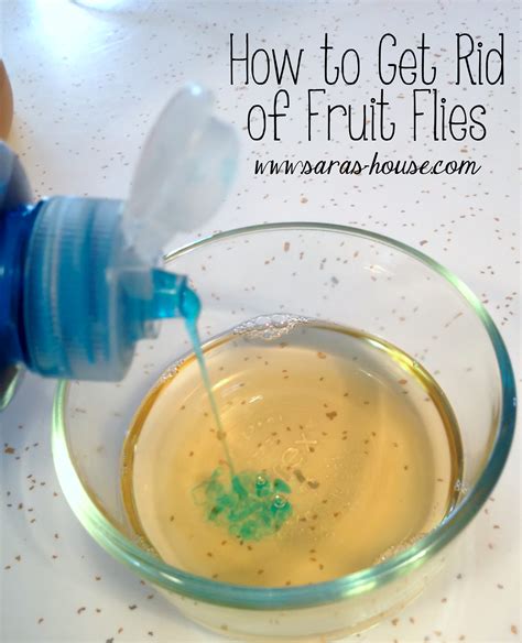 how to get rid of fruitflies