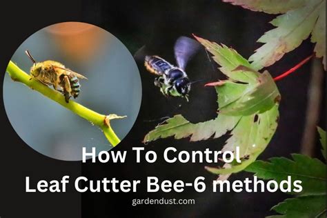 how to get rid of leaf cutter bees in garden