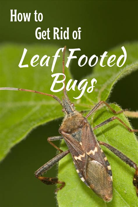 how to get rid of leaf footed bugs in garden