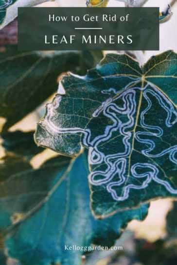 how to get rid of leaf miners in garden