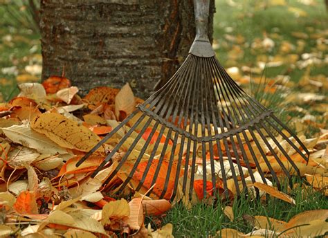 how to get rid of leaves in yard