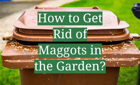 how to get rid of maggots in fake grass