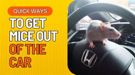 how to get rid of mice in a car fast