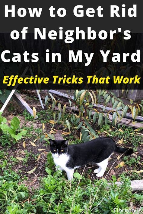 how to get rid of stray cats in my garden