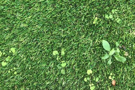 how to get rid of weeds on fake grass