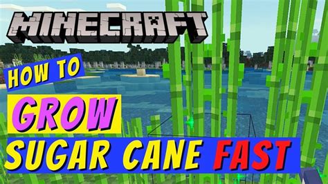 how to grow sugar cane faster minecraft java