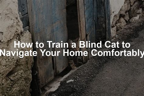 how to help a blind cat navigate