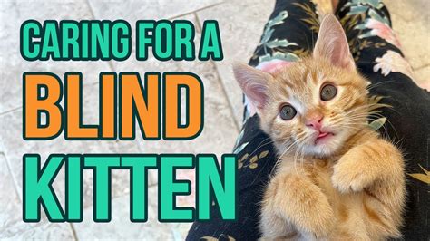 how to help a blind kitten
