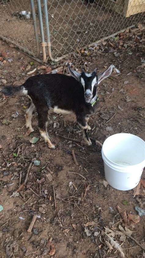 how to help a bloated baby goat