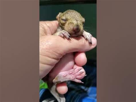 how to help a bloated baby squirrel
