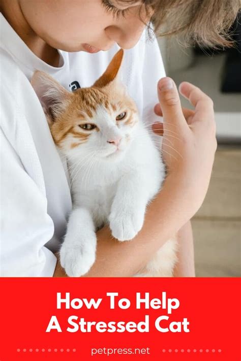 how to help a stressed cat in the car