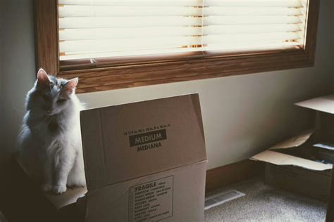 how to help a stressed cat when moving