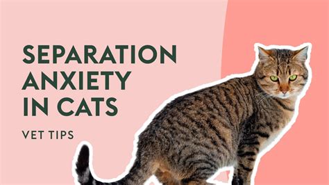 how to help cat anxiety with vet