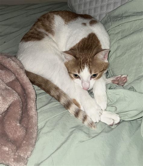 how to help cat with anxiety reddit