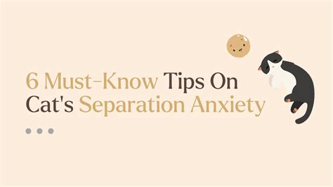 how to help cat with separation anxiety