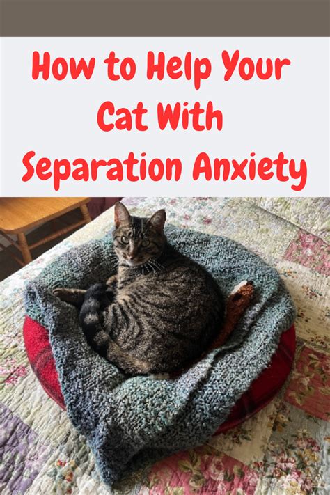 how to help cat with separation anxiety reddit