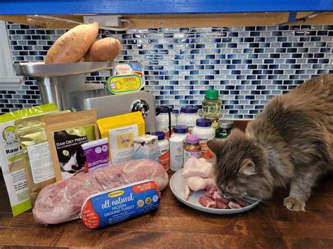 how to help cats with food anxiety