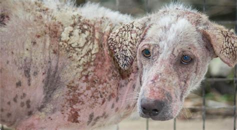 how to help dog skin issues
