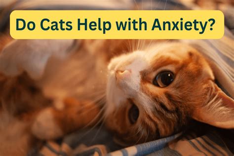 how to help my cats anxiety