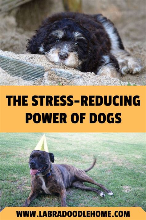 how to help reduce stress in dogs
