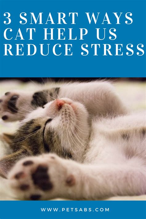 how to help relieve stress in cats