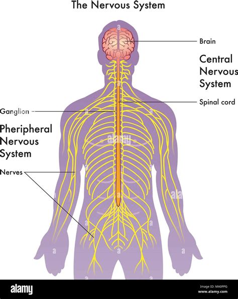 how to improve central nervous system