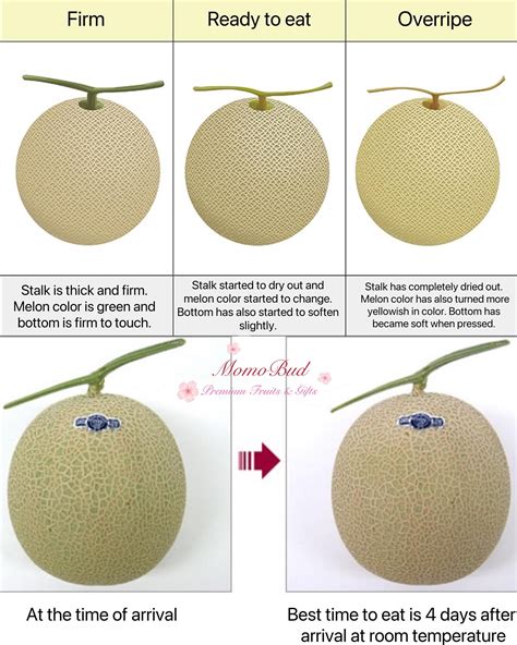 how to know if a melon is rotten