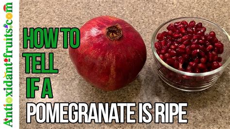 how to know when a pomegranate is ripe to pick