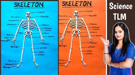 how to make a 3d skeleton model for school project step