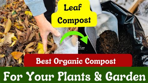 how to make compost from leaf
