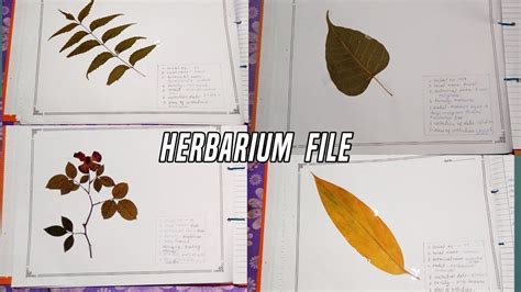 how to make herbarium file front page
