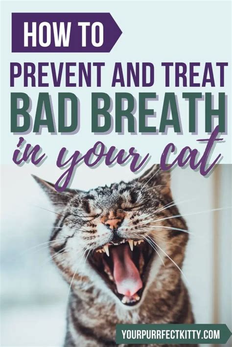 how to prevent bad cat breath